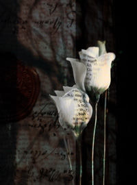 A digital photo depicting a set of white roses with text on it. The black background features a wide strip of a faint red.